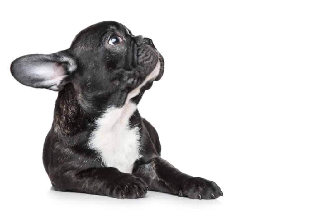 Black French bulldog puppy lying and looking up on a white background