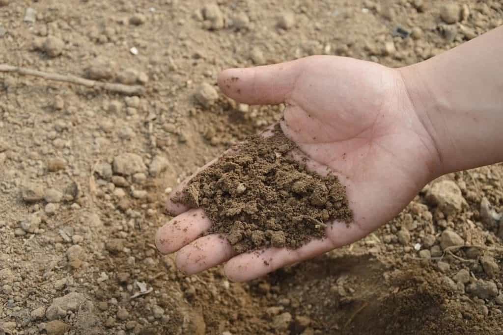 hand in dirt showing decomposition