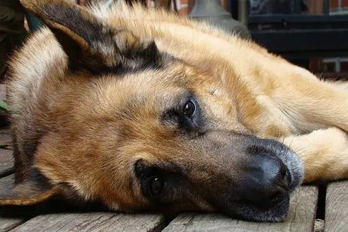 pregnant german shepherd laying down resting