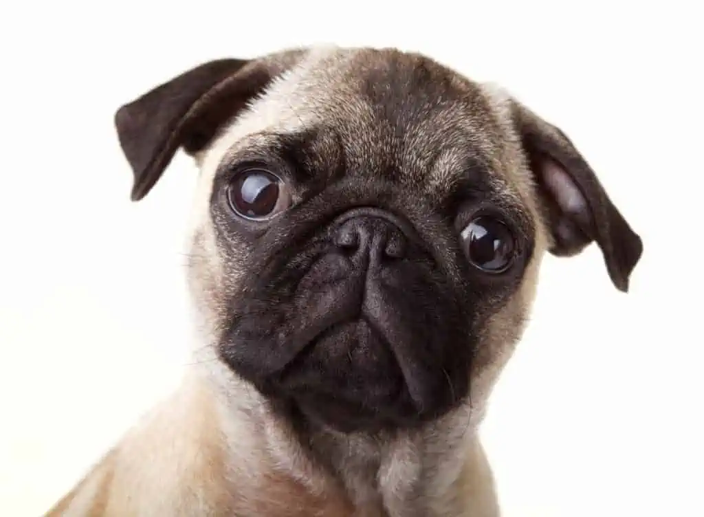 Pug looking surprised at cost of pug
