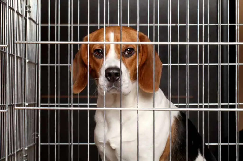 Beagle in crate being trained to use dog crate