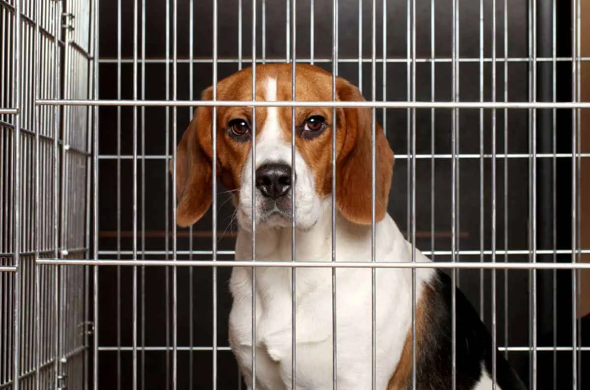 Beagle in crate being trained to use dog crate