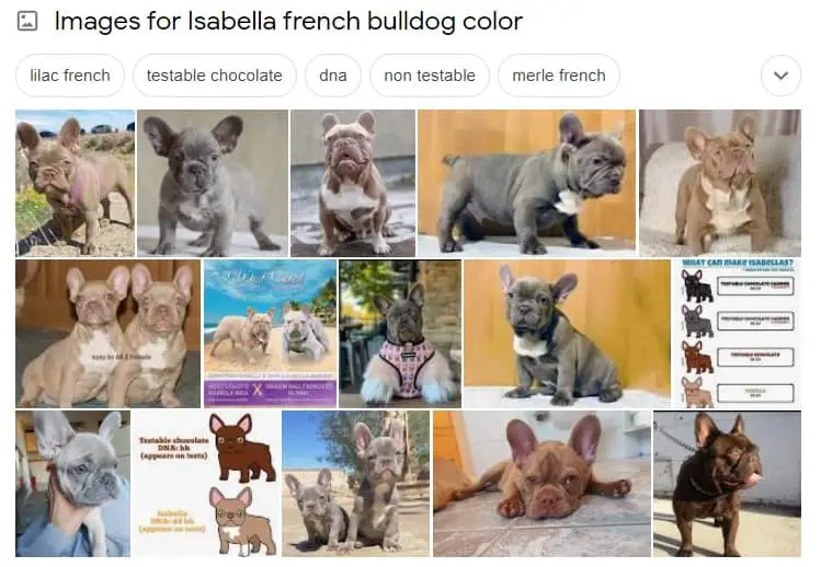 Isabella french bulldog
