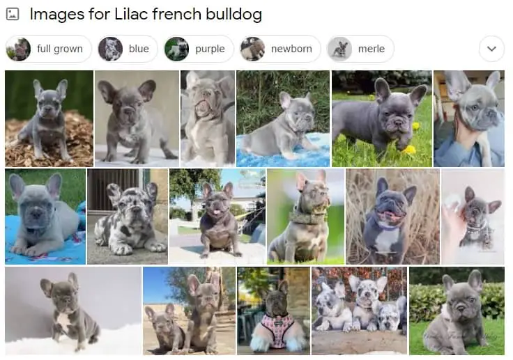 Lilac French Bulldog images