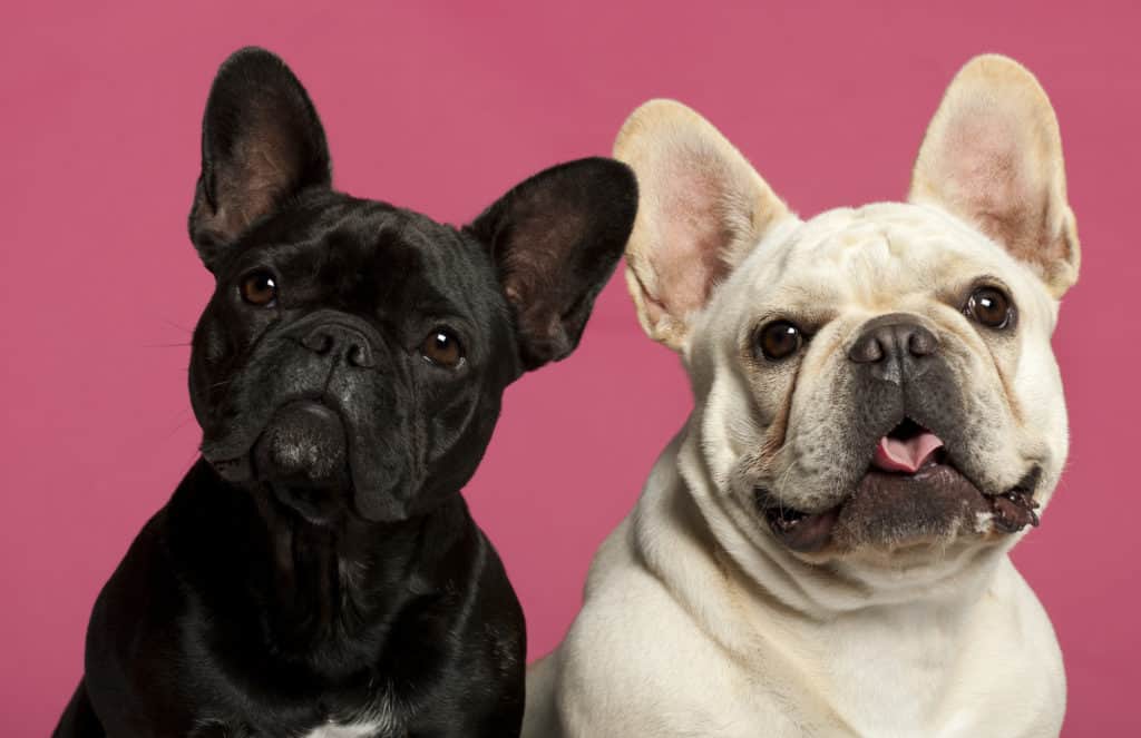 Rare French Bulldog Colors, 2 years old, in front of pink background