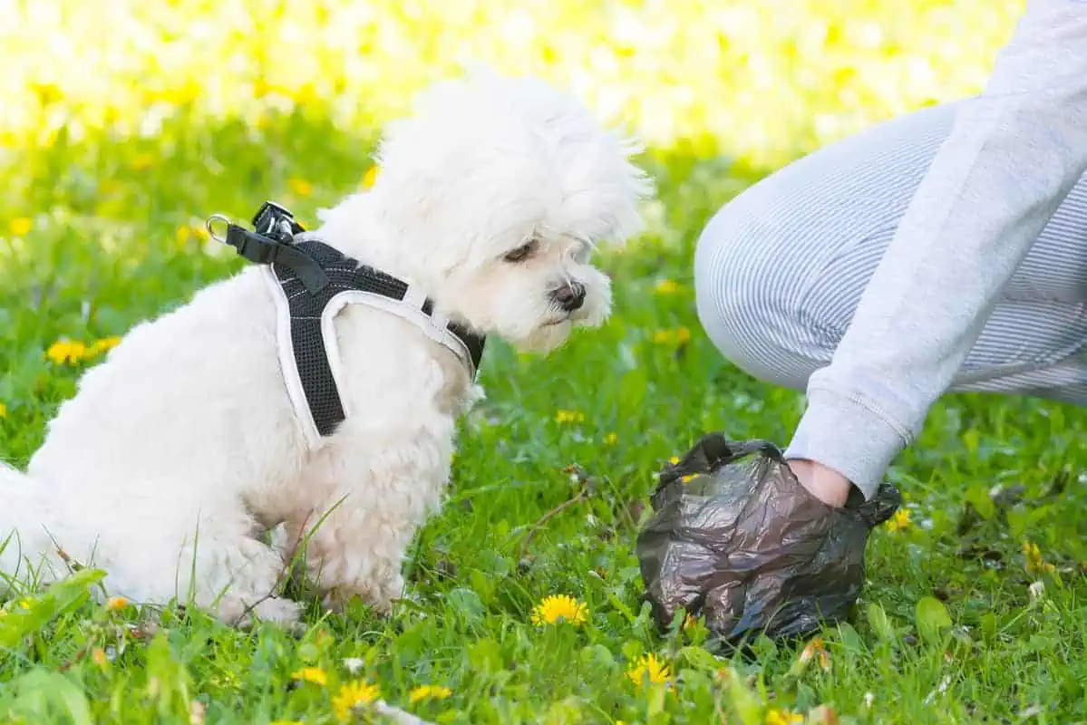 Owner cleaning up after the dog with plastic bag