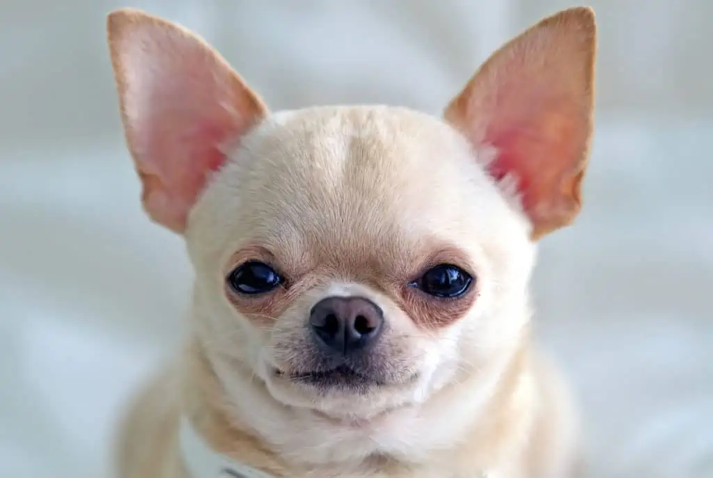 Close up of Chihuahua's Ears Standing Up