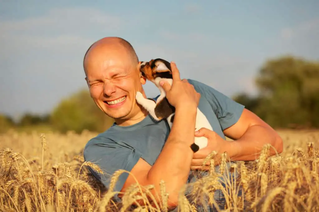 Man in wheat field, afternoon light, holding Jack Russell terrier puppy on hands, moving his head away, because dog is licking and chewing cheek and ear.