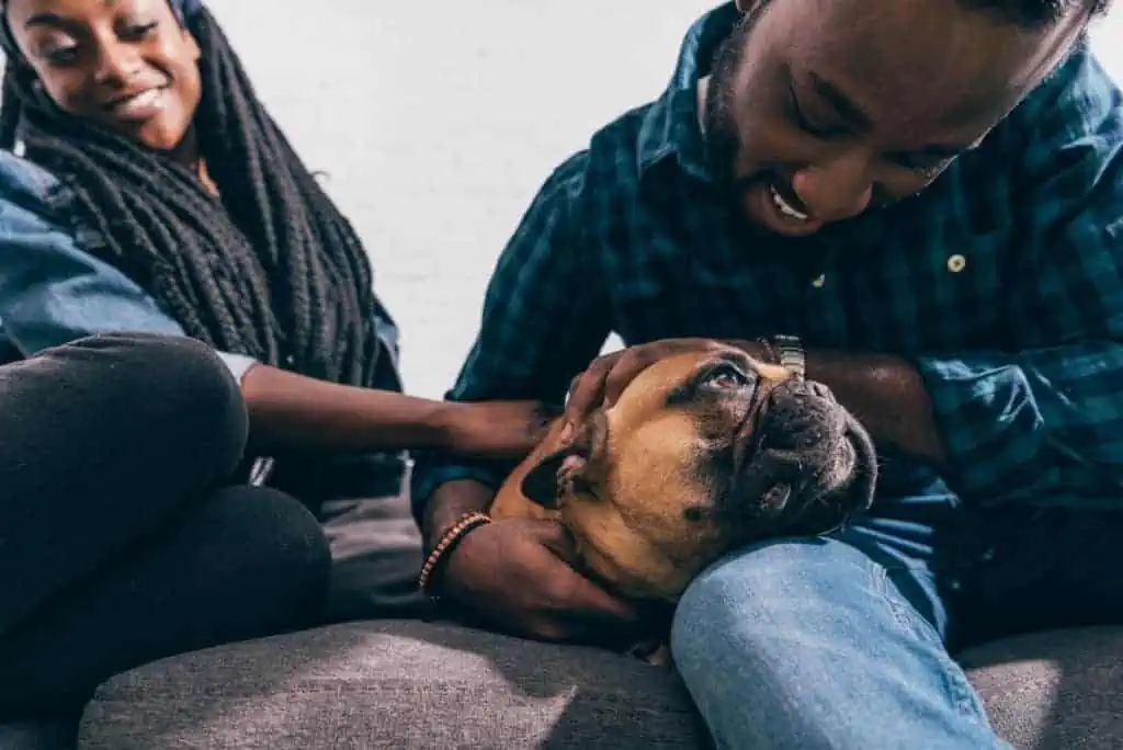 dog resting head and touching lap of main petting their head