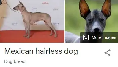 Xoloitzcuintli dog breed