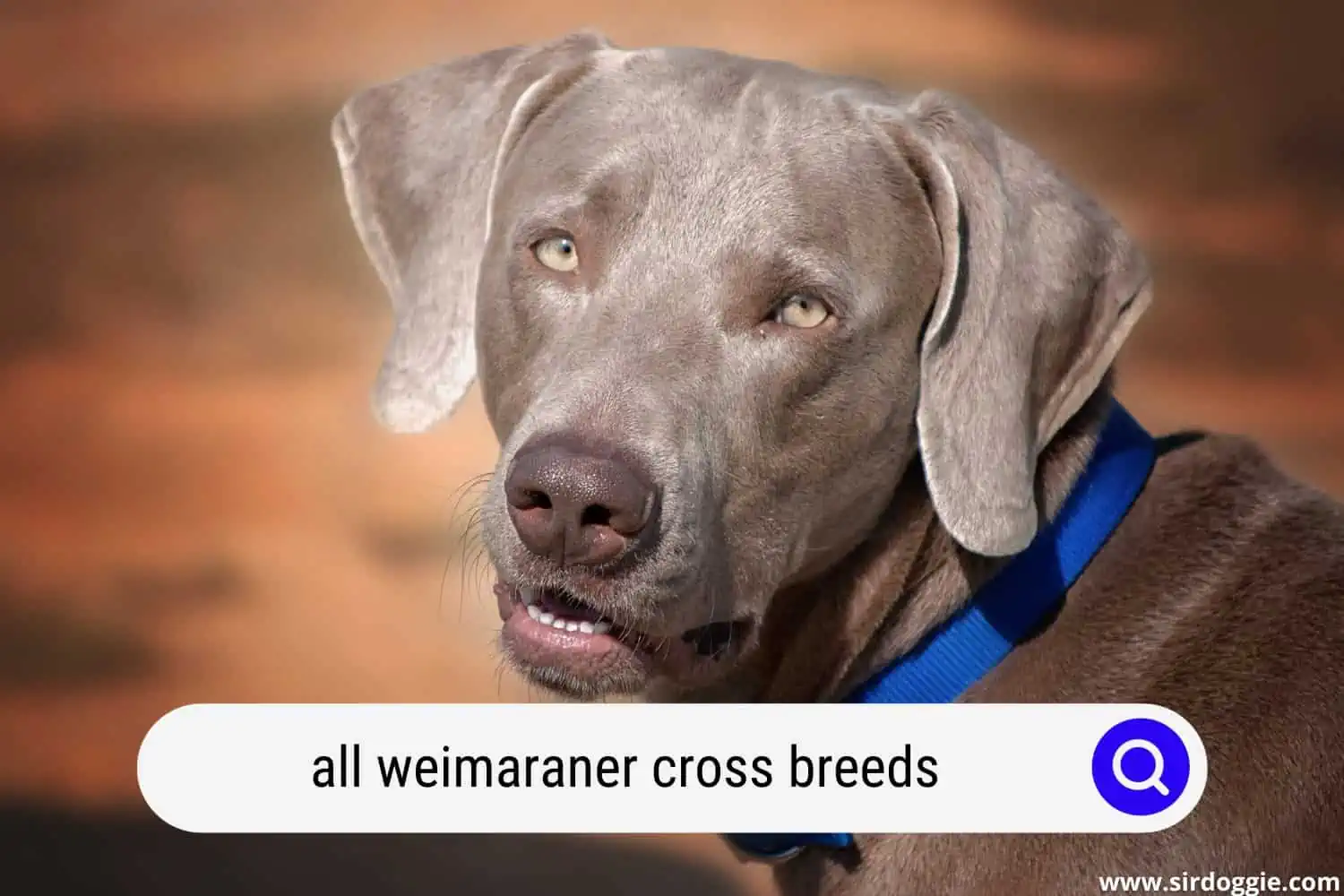 all weimaraner cross breeds