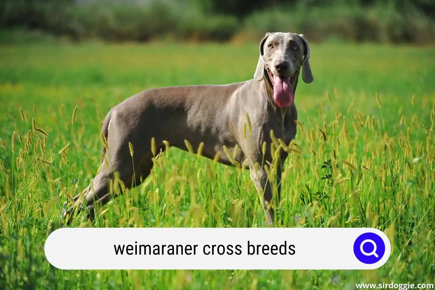 weimaraner cross breeds