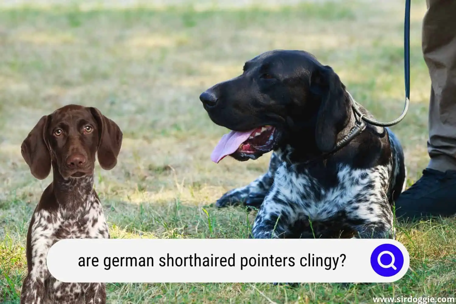are german shorthaired pointers clingy