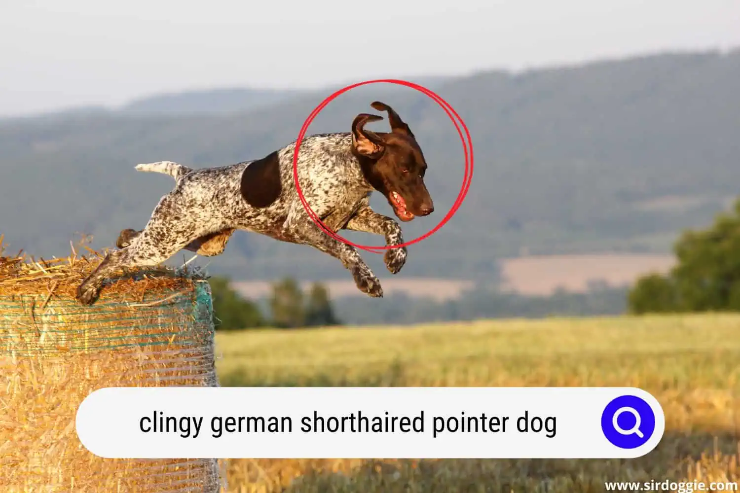 jumping german shorthaired pointer dog