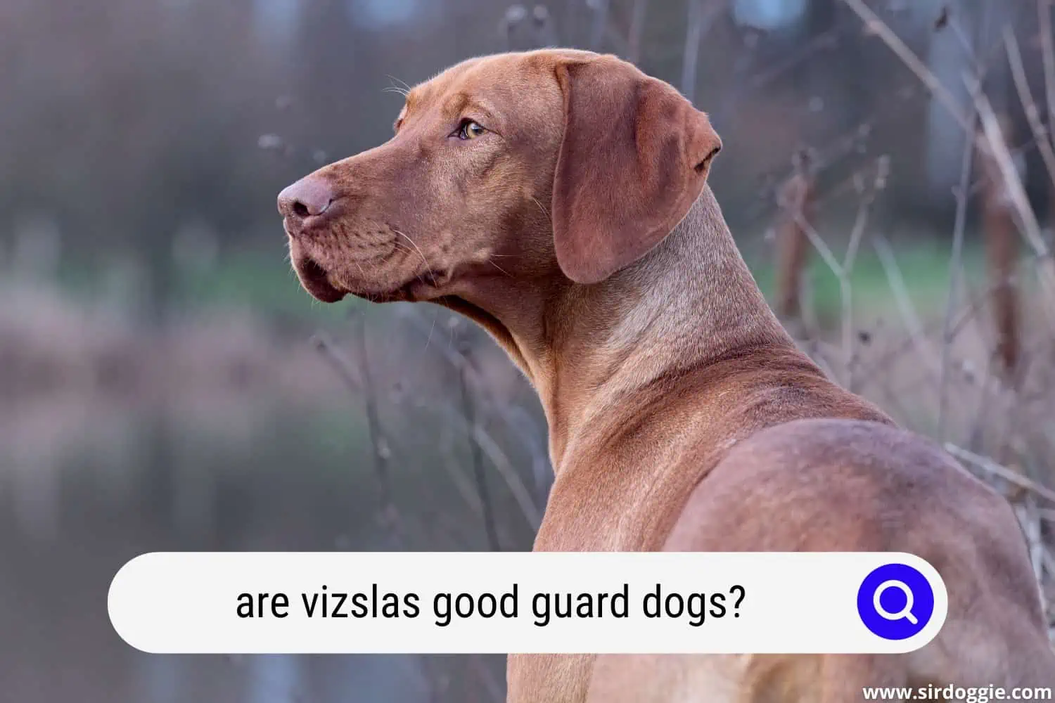 are vizslas good guard dogs