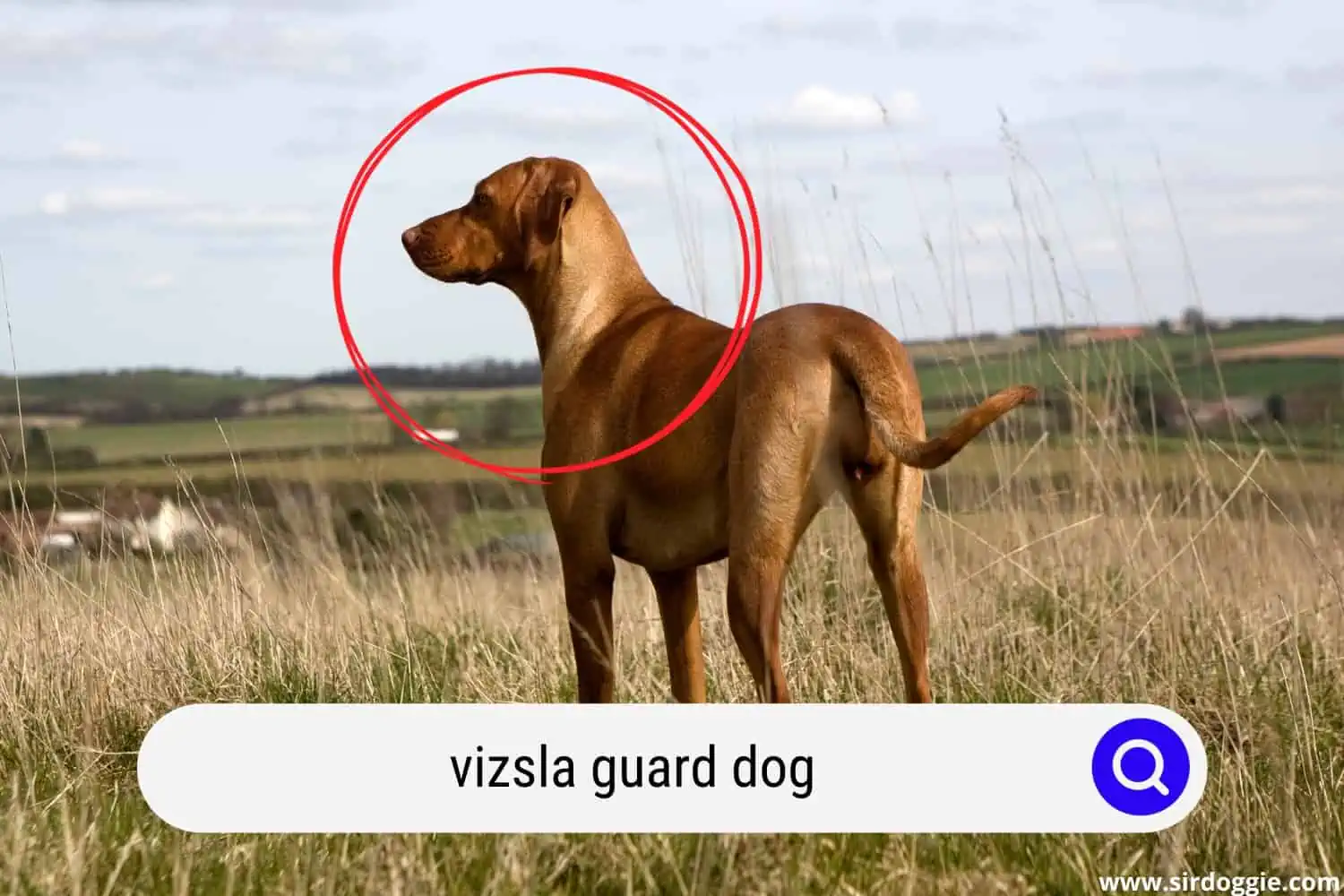 vizsla guard dog
