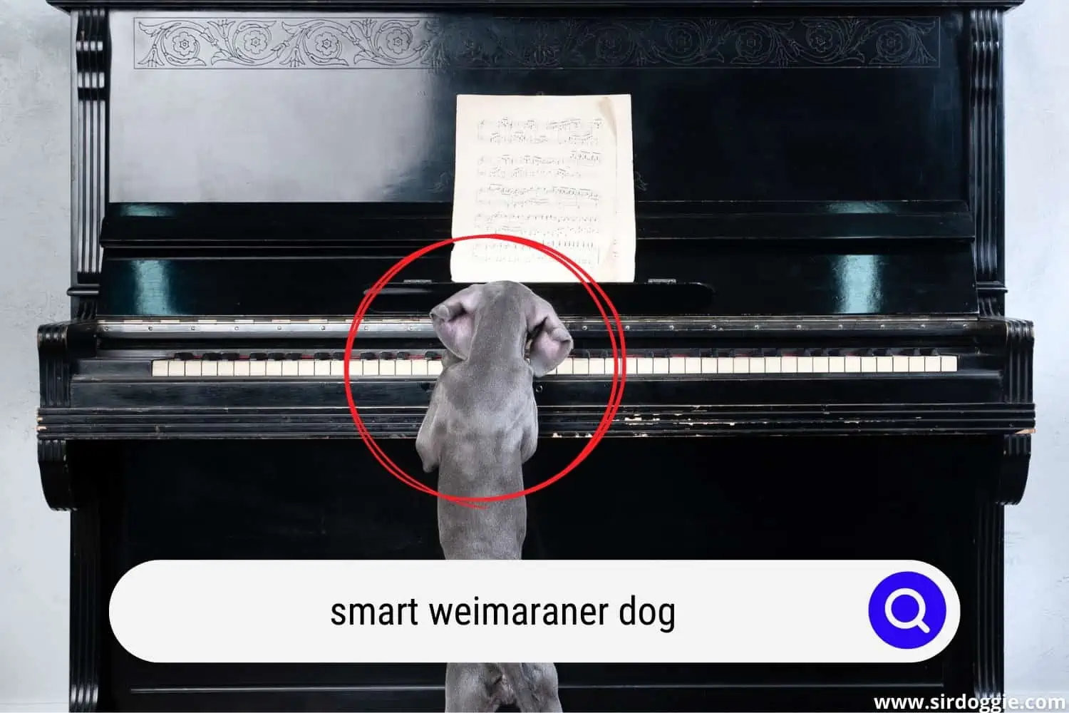 weimaraner dog playing piano