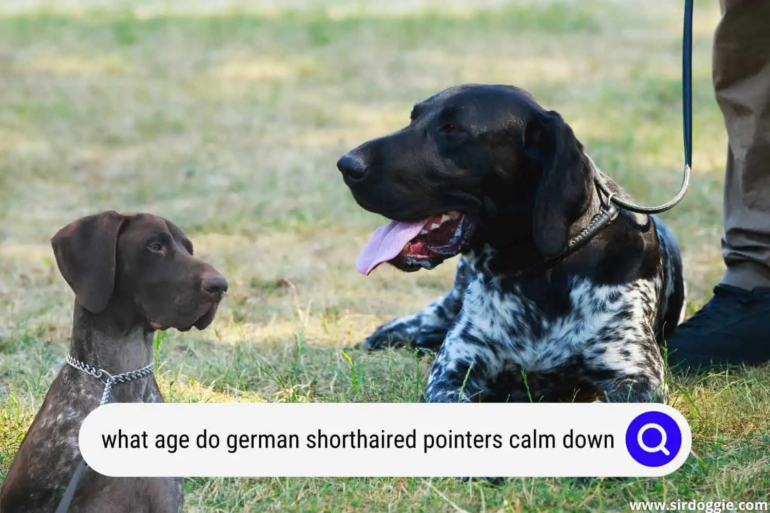 at what age do german shorthaired pointers calm down