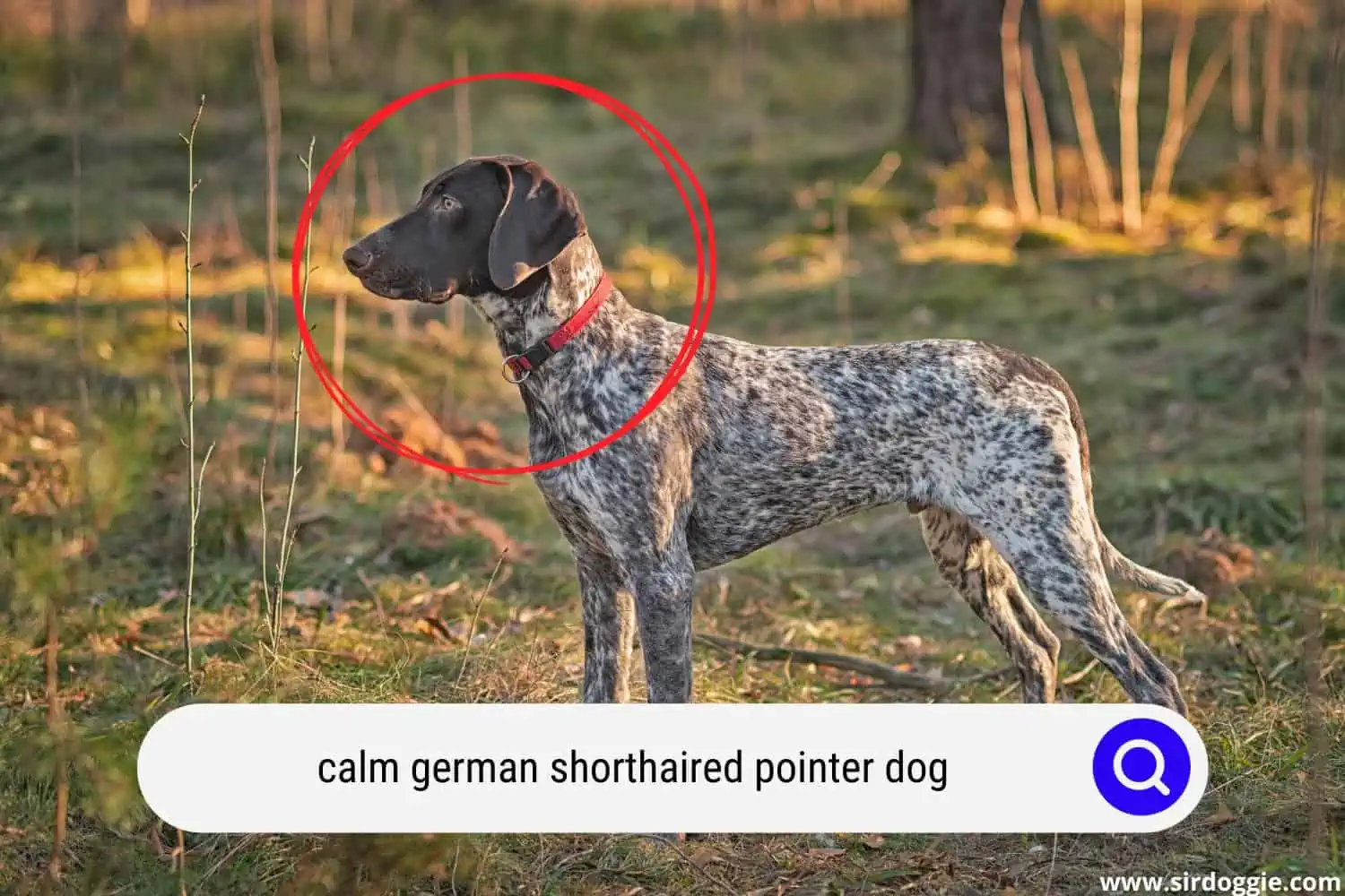 calm german shorthaired pointer dog