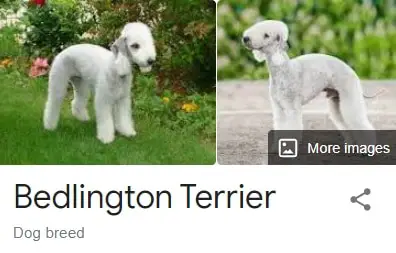 bedlington terrier dog breed