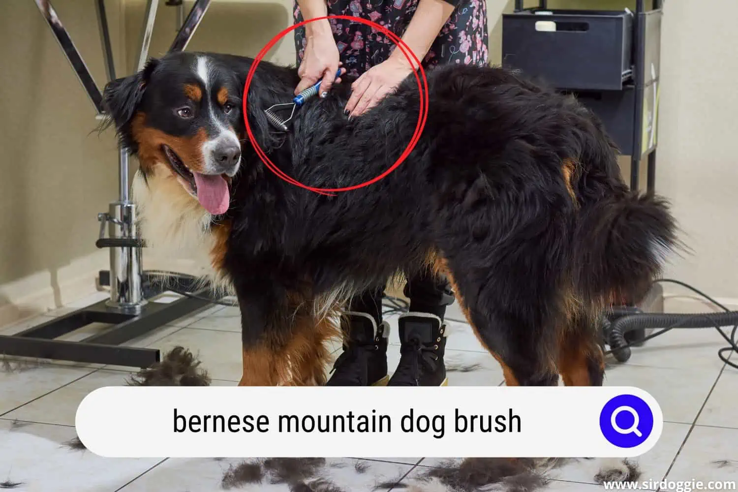 A person brushing bernese mountain dog