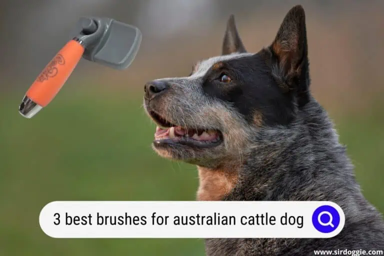 3 Best Brushes for Australian Cattle Dogs
