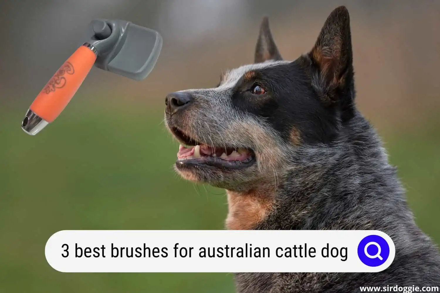 best brushes for australian cattle dog