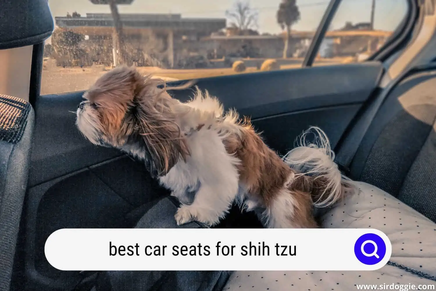 best car seats for shih tzu