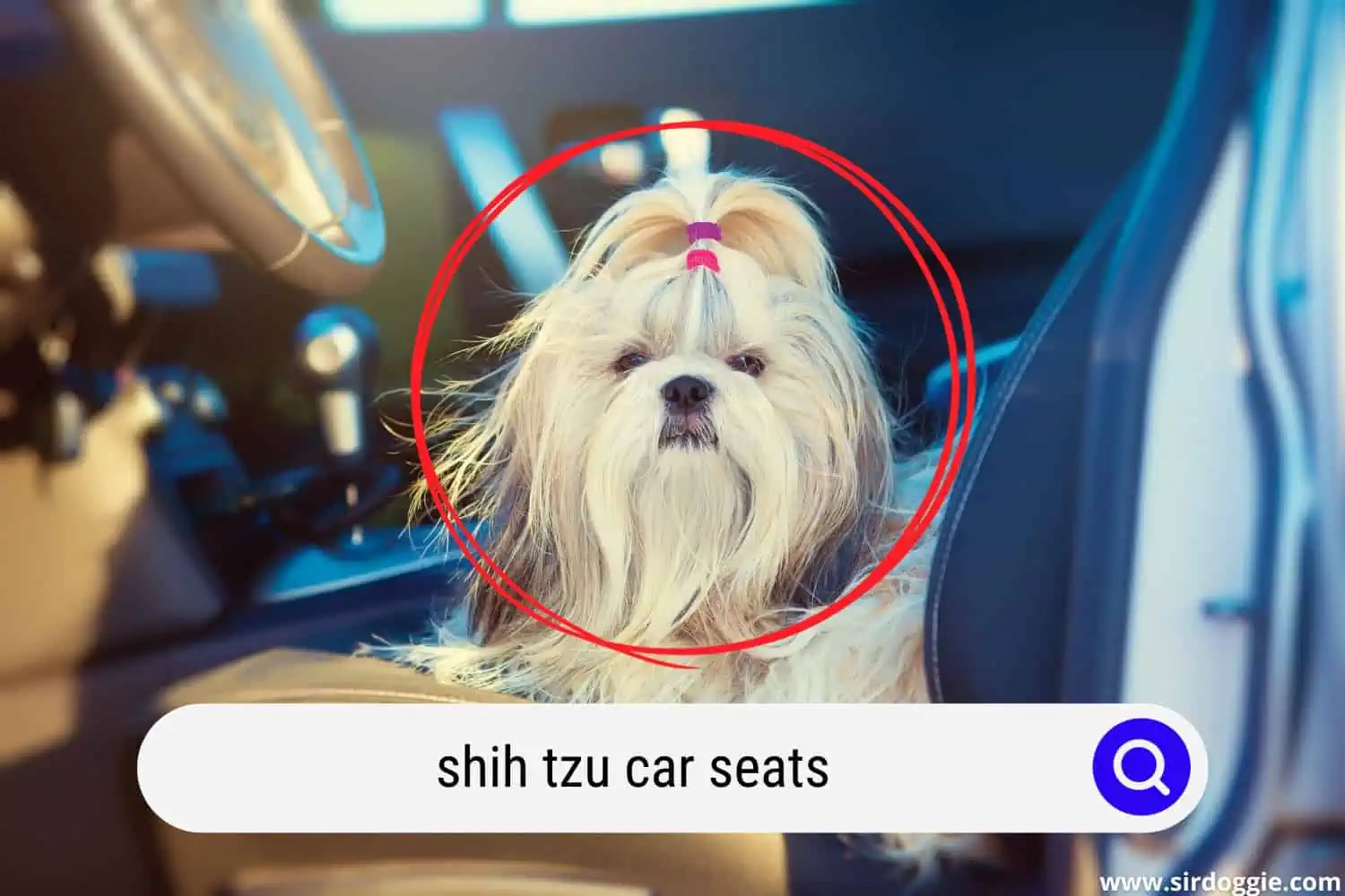 shih tzu dog in car seat