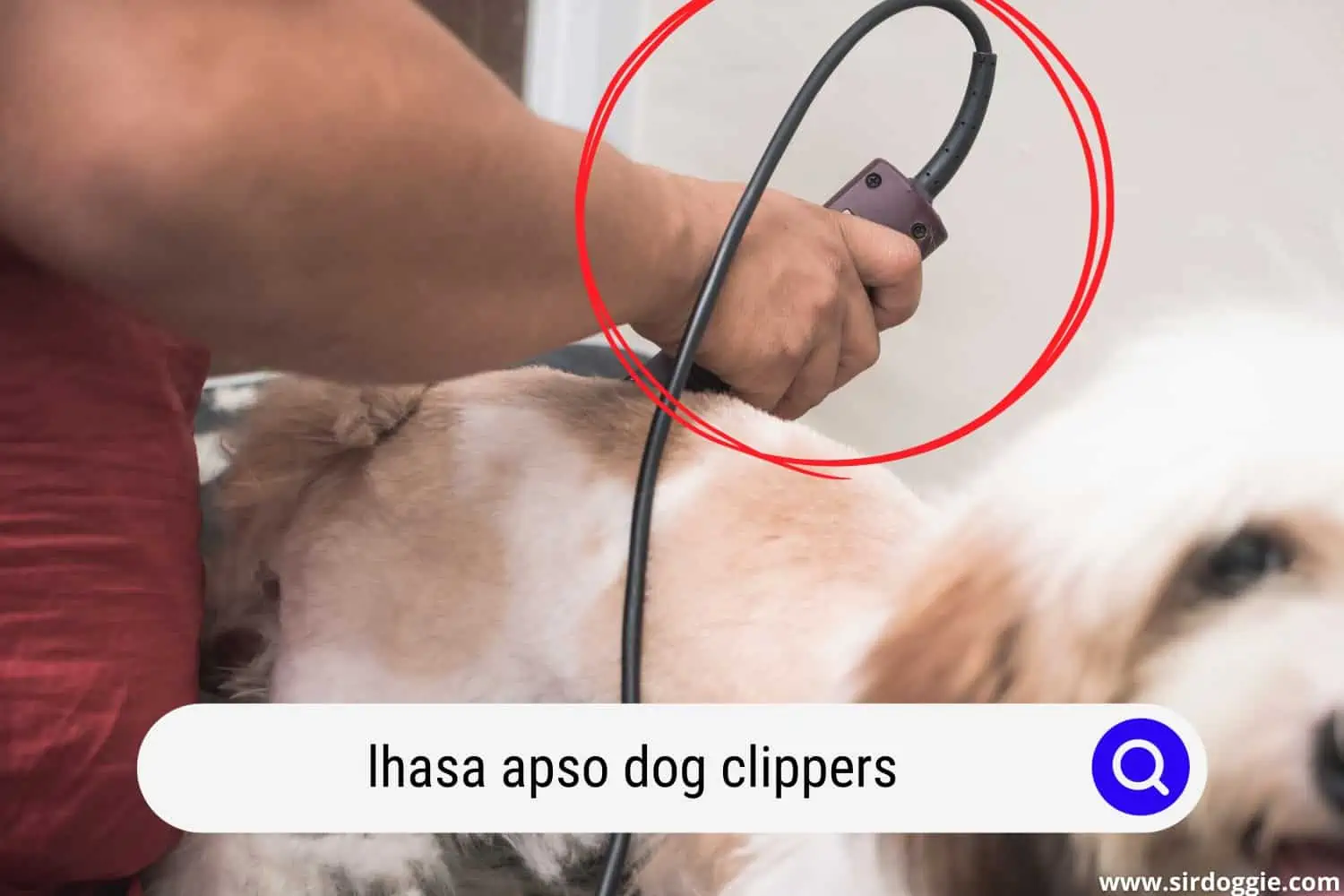 A pet groomer uses a hair clipper to trim the fur of a young Lhasa Apso puppy