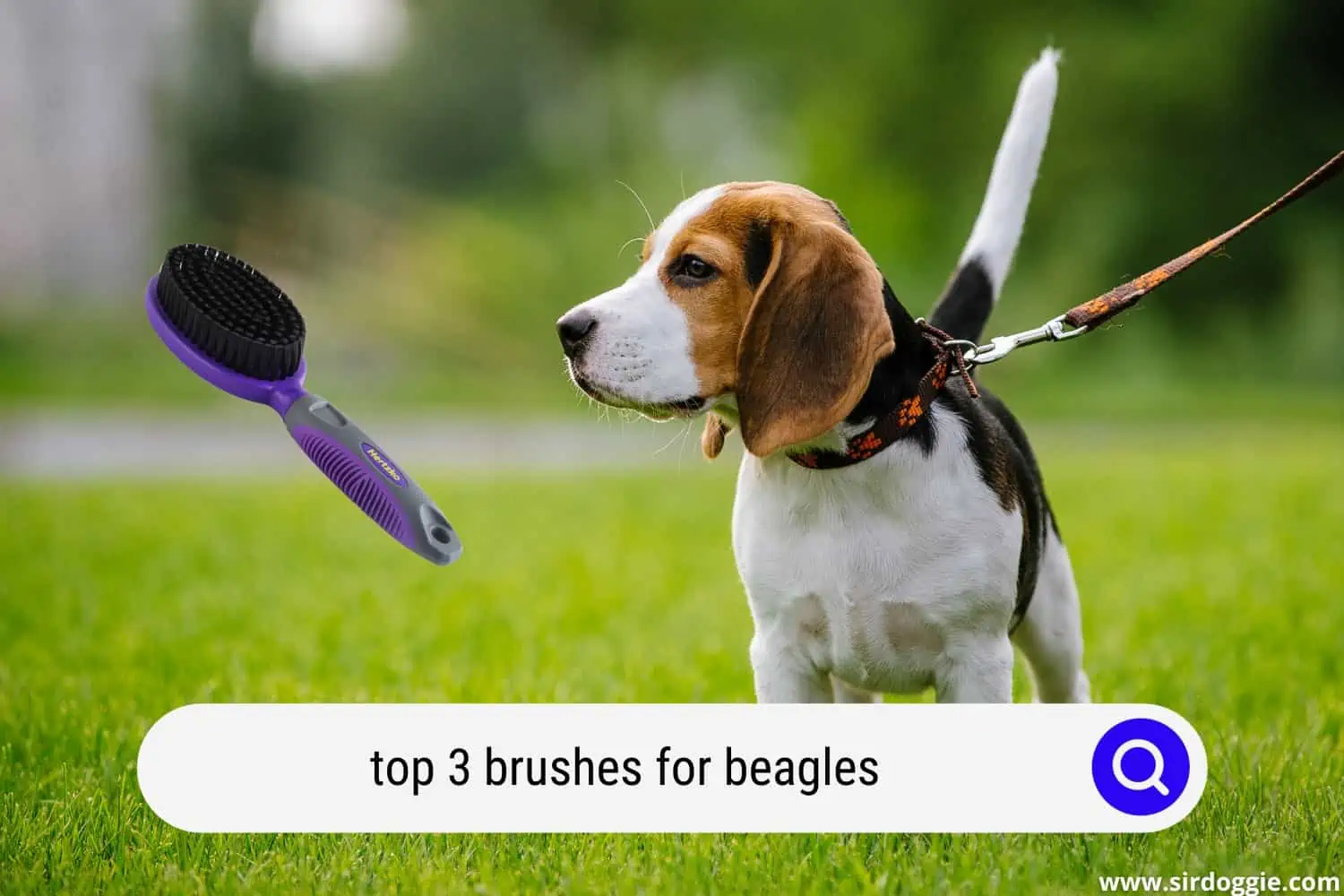 brushes for beagles