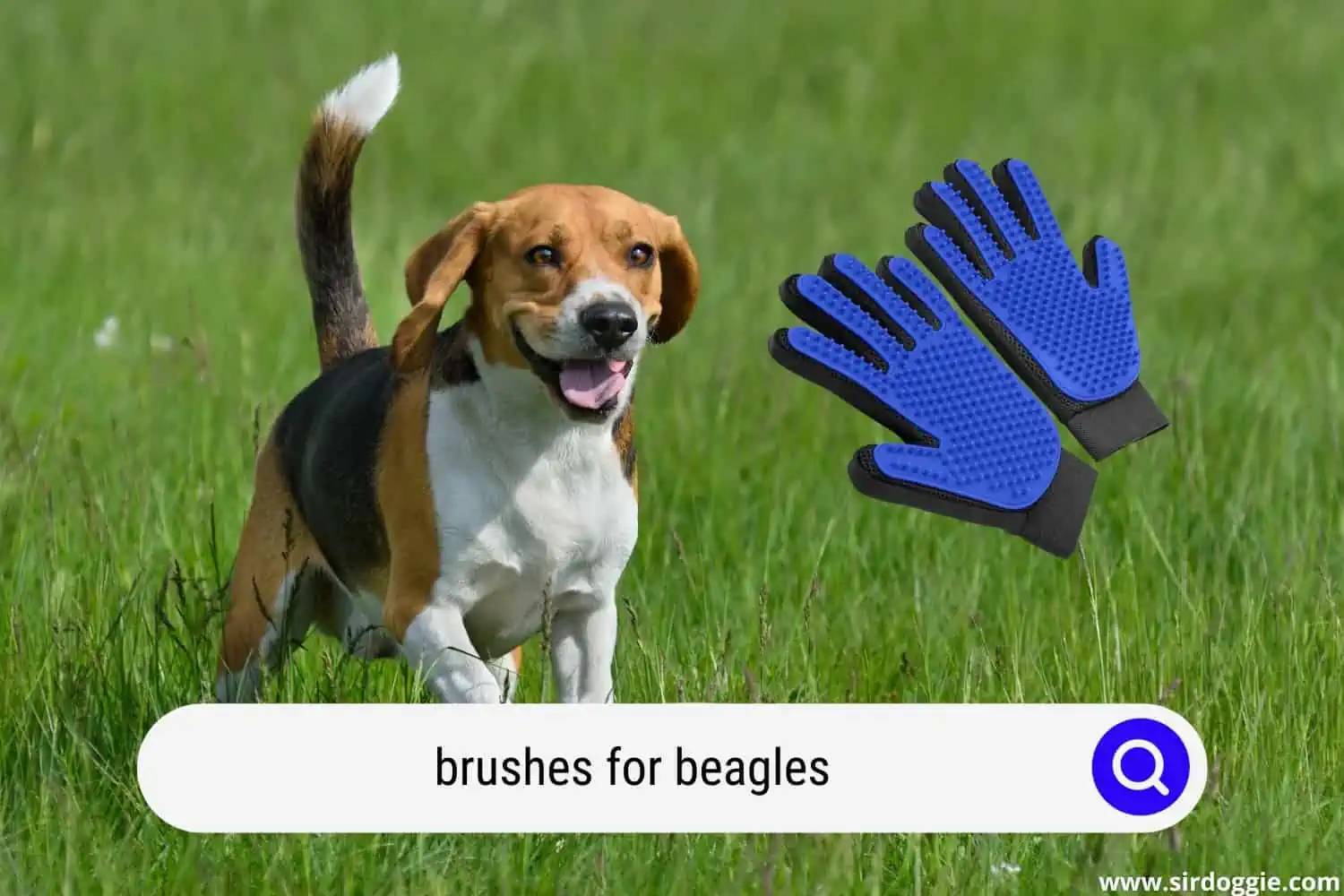 brushes for beagles