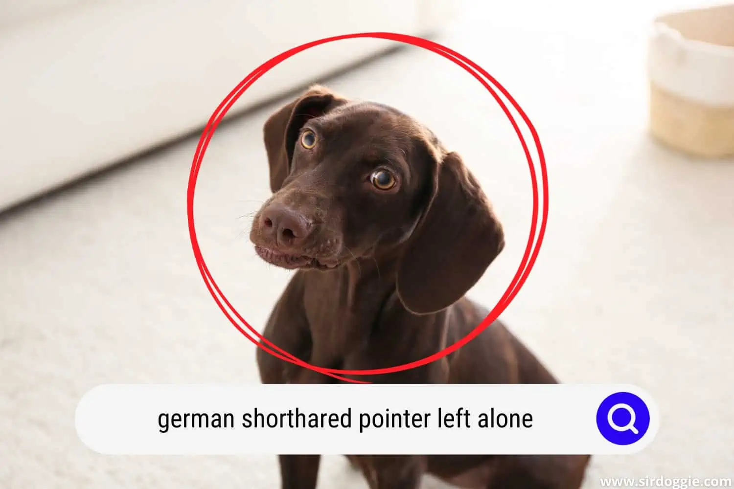german shorthaired pointer left alone