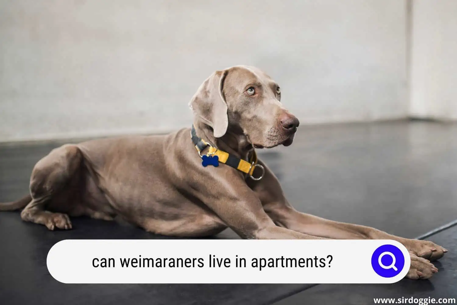 can weimaraners live in apartments