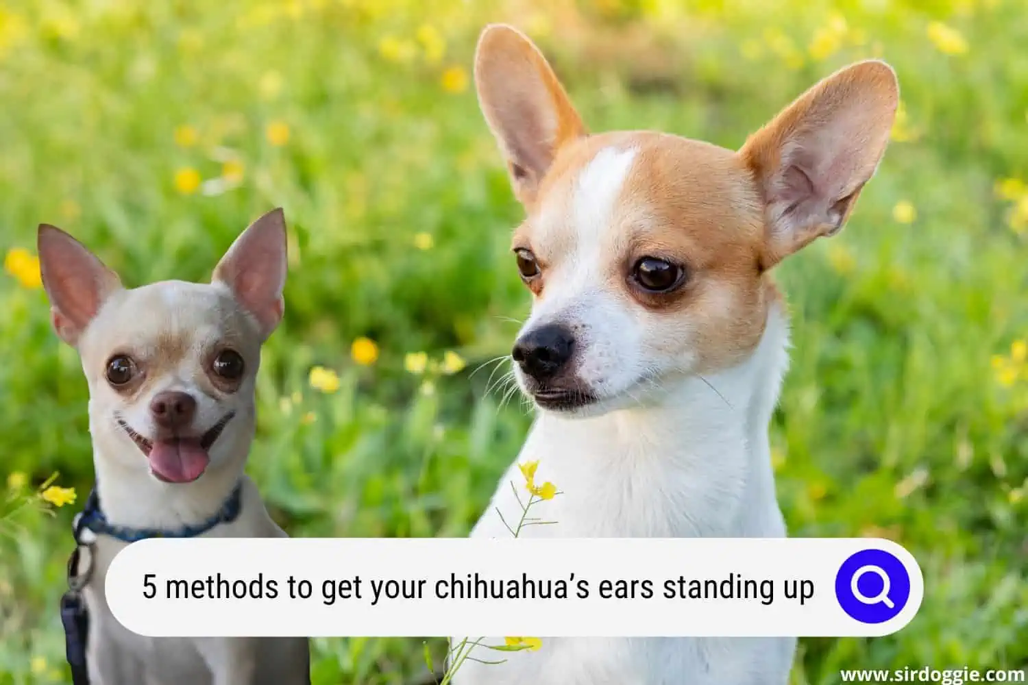 chihuahua ears standing up
