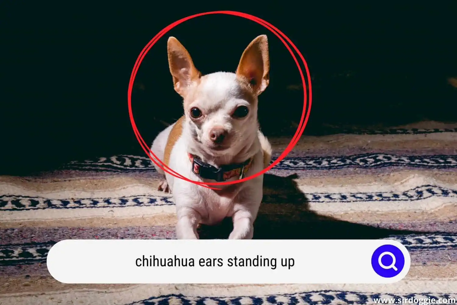 chihuahua ears standing up