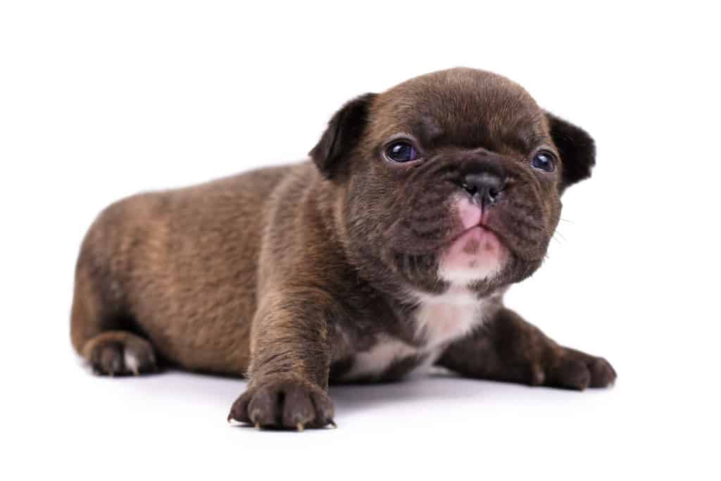 Small 3 weeks old Chocolate brindle colored French Bulldog dog puppy with blue eyes isolated on white background