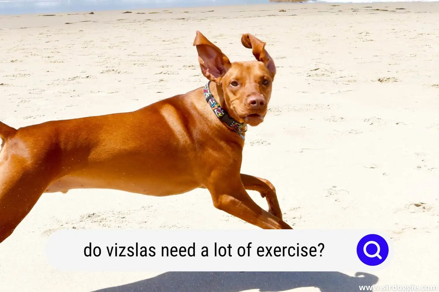 do vizslas need a lot of exercise