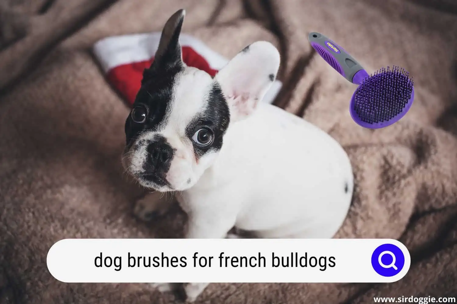 French Bulldog brush
