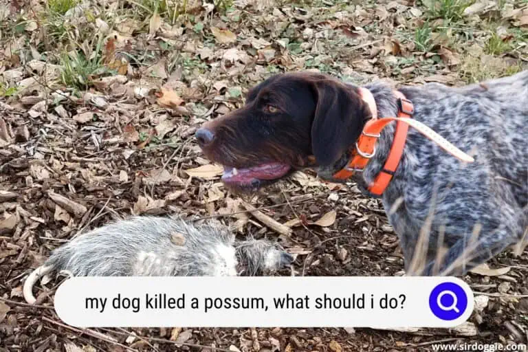 My Dog Killed a Possum, What Should I Do?