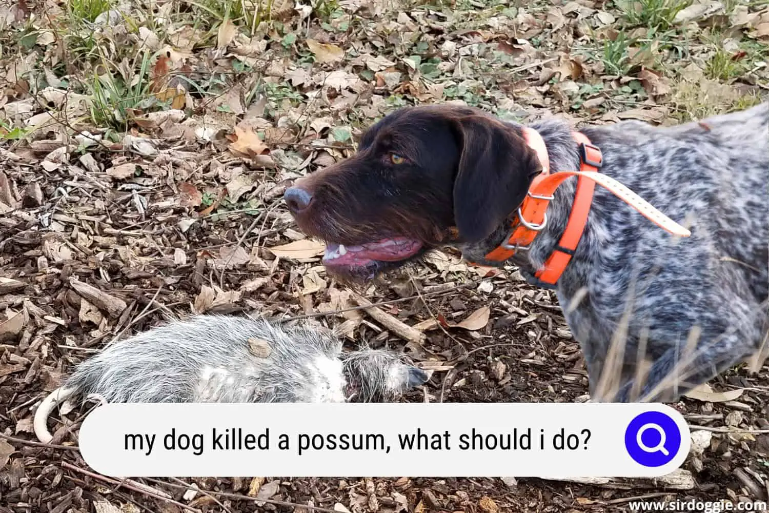 dog killed possum
