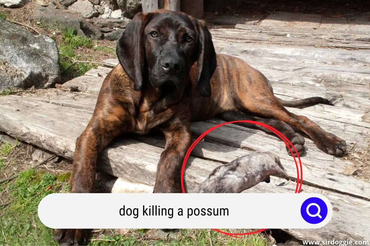 dog killed a possum in hunting