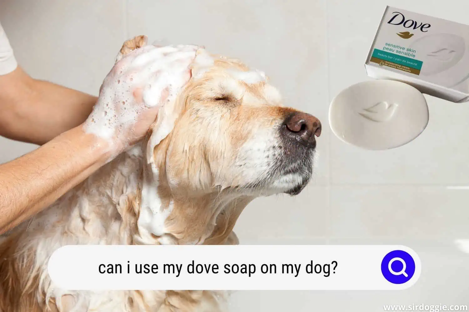 dove soap dog