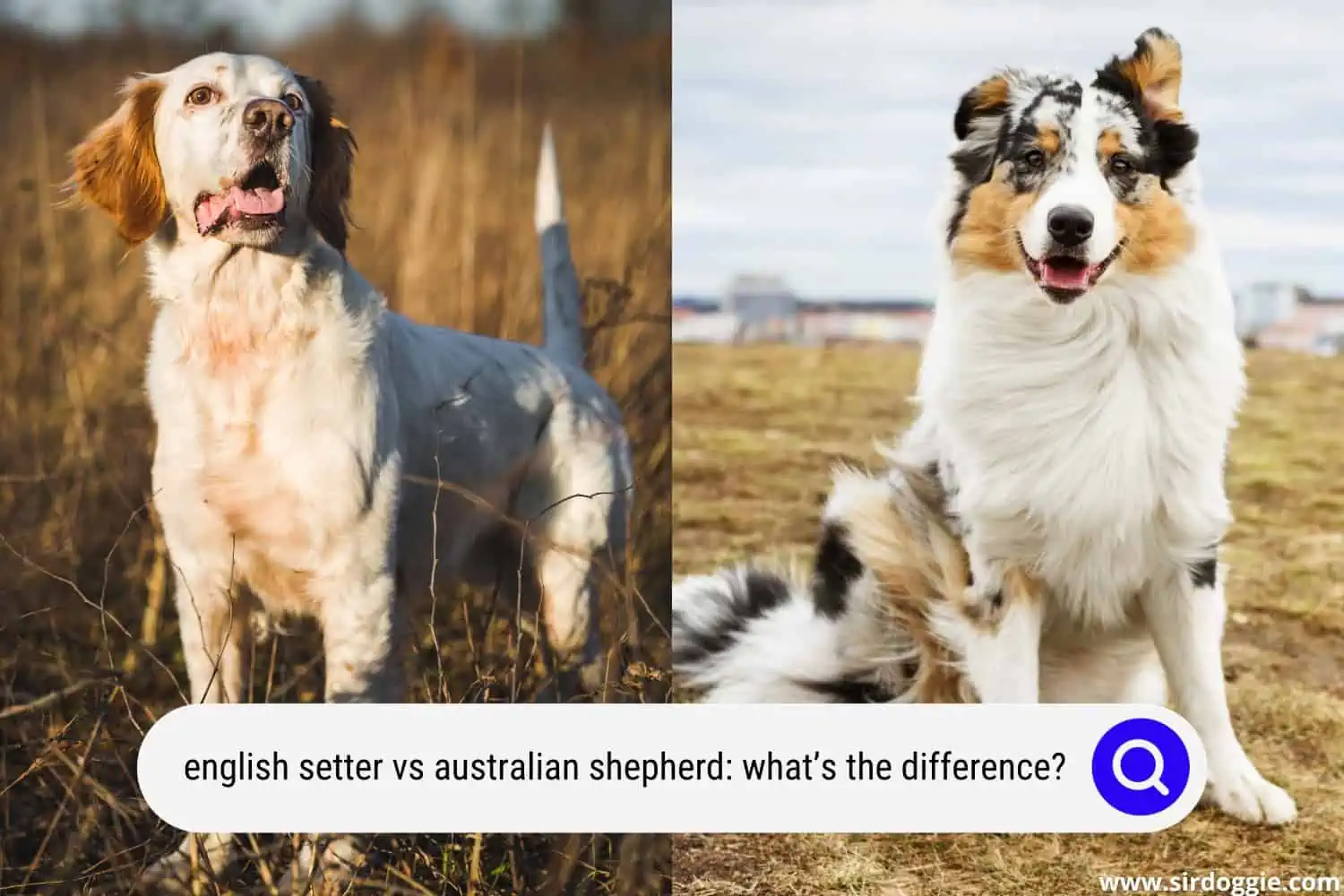 english setter vs australian shepherd