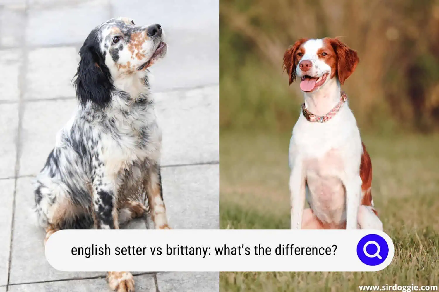 english setter vs brittany