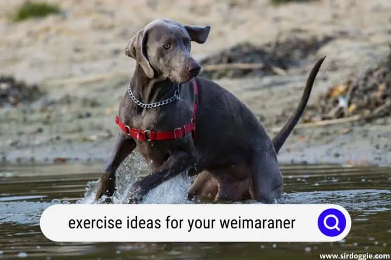Exercise Ideas for your Weimaraner