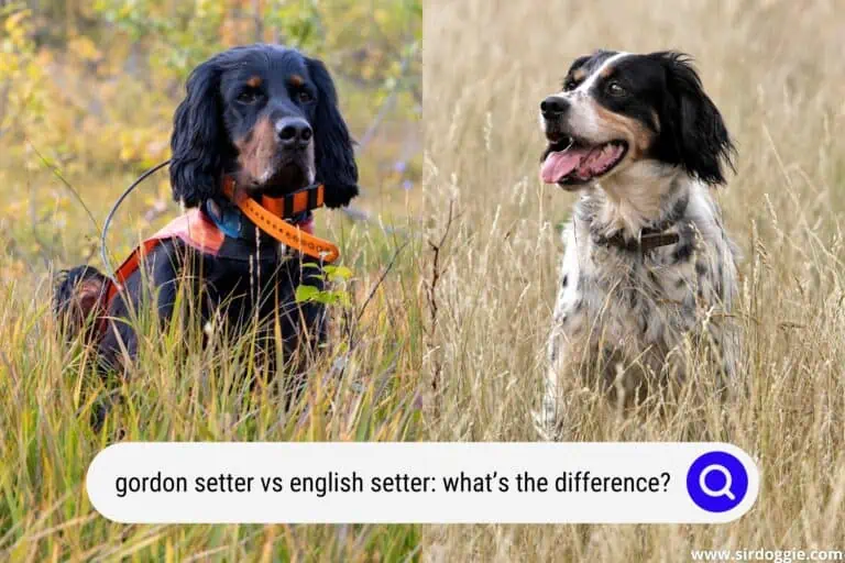 Gordon setter vs English setter: What’s the Difference?