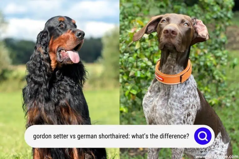 Gordon Setter vs German Shorthaired Pointer: What’s the Difference?