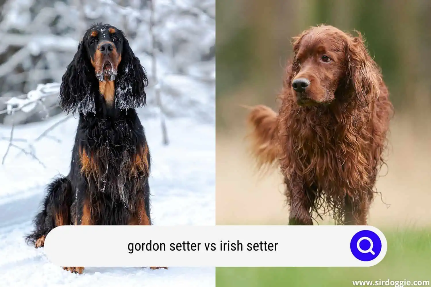 gordon setter vs irish setter