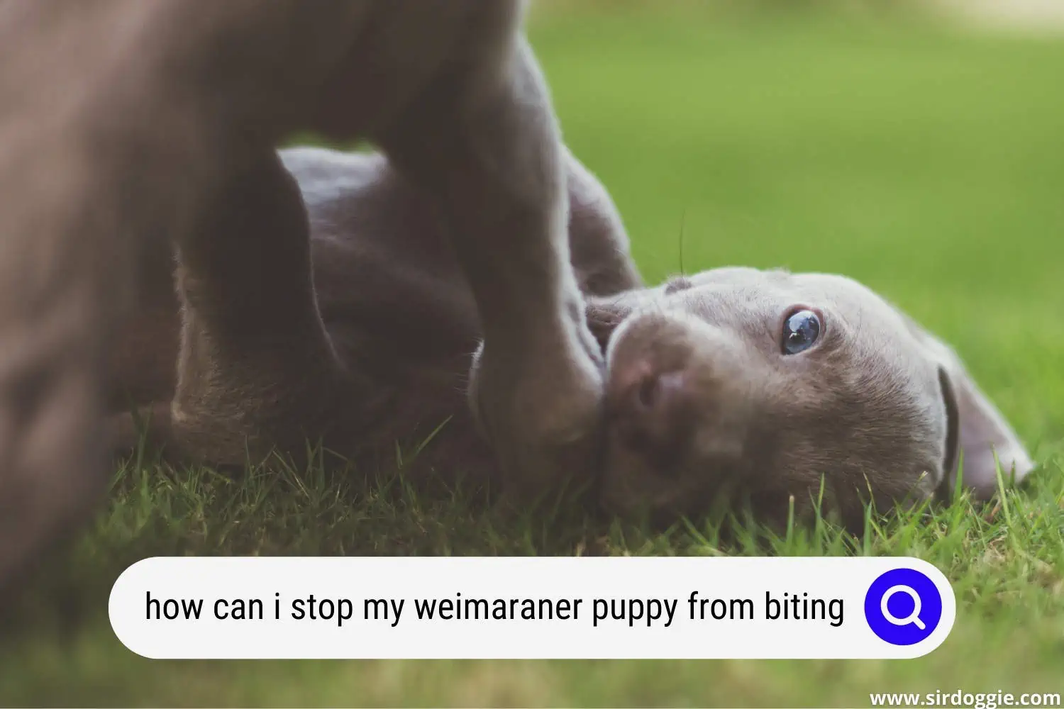 how can i stop my weimaraner puppy from biting